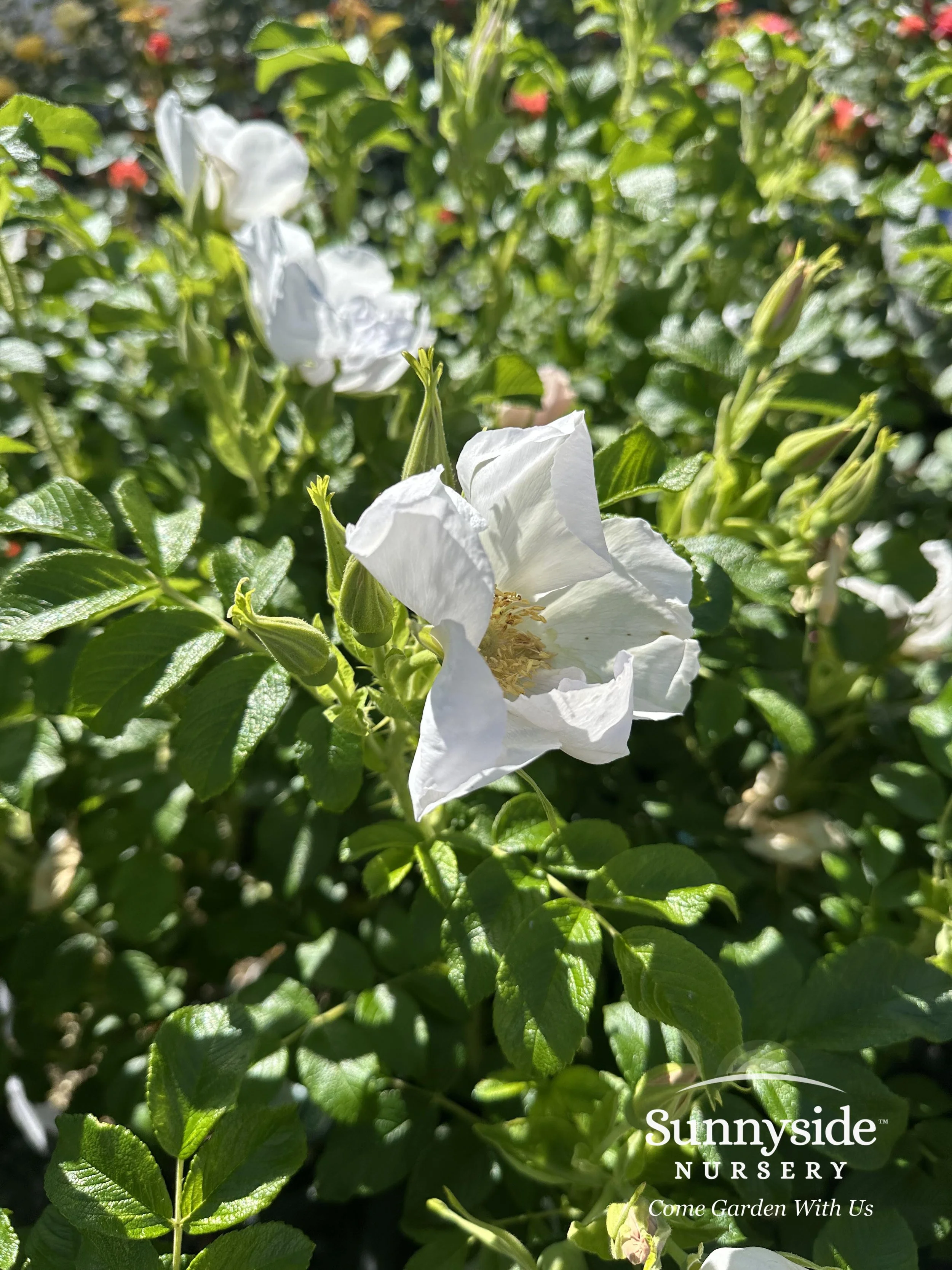 Rugosa Roses — Sunnyside Nursery